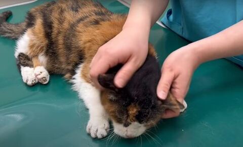 なでなでされるななちゃん