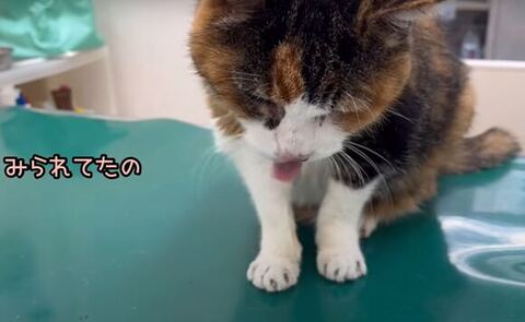 舌をだすななちゃん