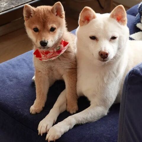 お花とおもちくん