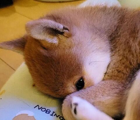 チラ見する柴犬アップ