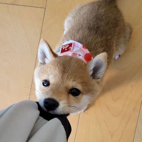 服を引っ張る柴犬