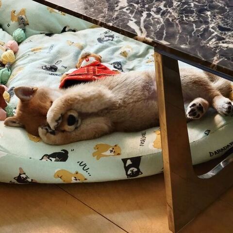 お手てで目を覆う柴犬