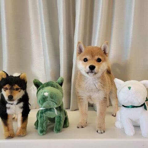ぬいぐるみと柴犬