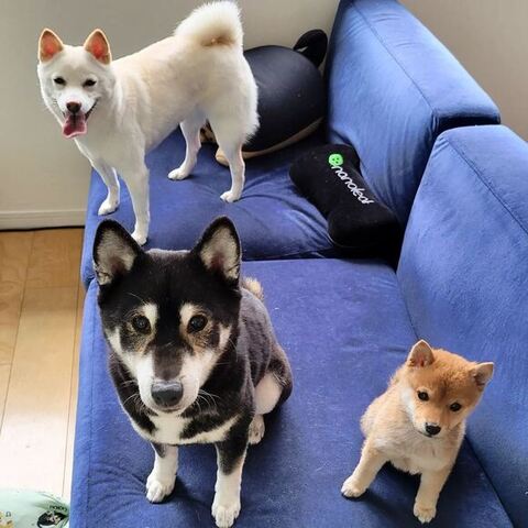 柴犬3姉妹のスリーショット
