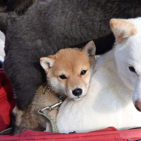 お姉ちゃんに挟まれる柴犬