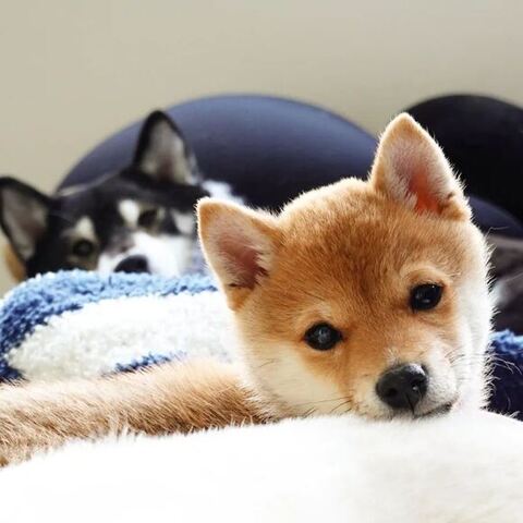 ソファのおもちくん