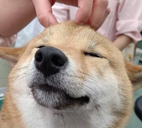 看護師さんのゴッドハンドにやられた柴犬のアップ