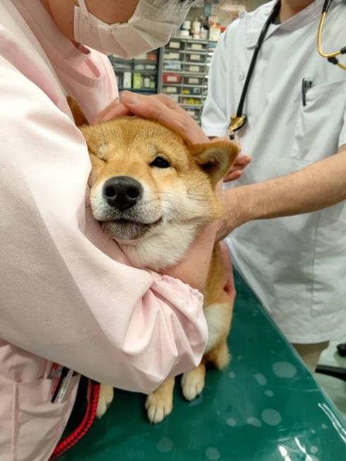 診察を怖がる柴犬