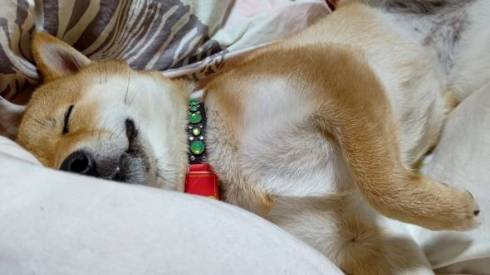 おだやかに寝ている柴犬