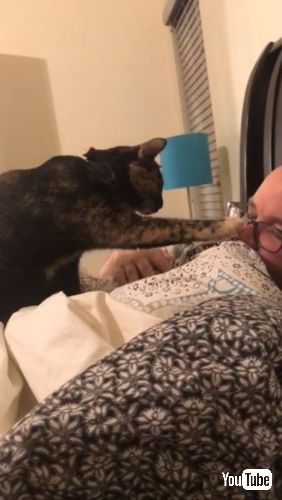 飼い主の鼻をつんつんする子猫