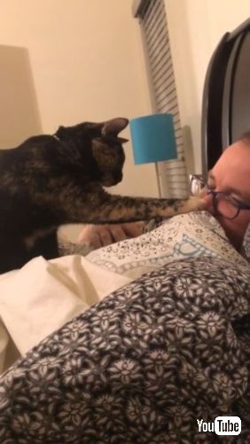 飼い主の鼻をつんつんする子猫