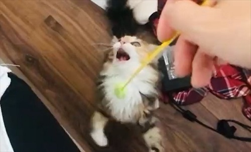 必死なのに空振りしちゃう猫ちゃん