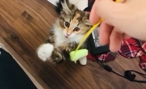 必死なのに空振りしちゃう猫ちゃん