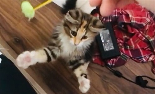 必死なのに空振りしちゃう猫ちゃん