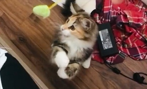必死なのに空振りしちゃう猫ちゃん