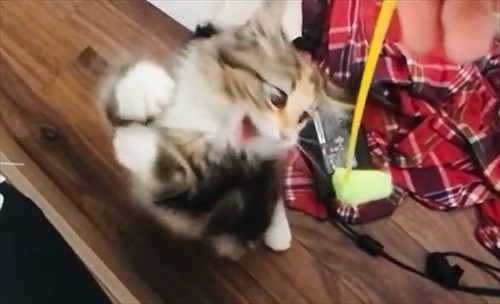 必死なのに空振りしちゃう猫ちゃん