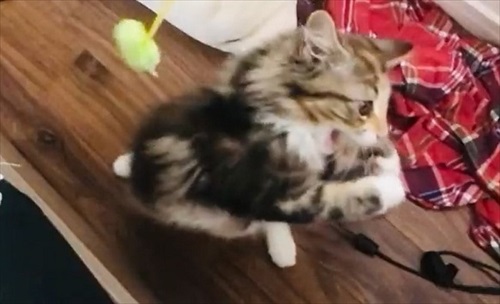 必死なのに空振りしちゃう猫ちゃん