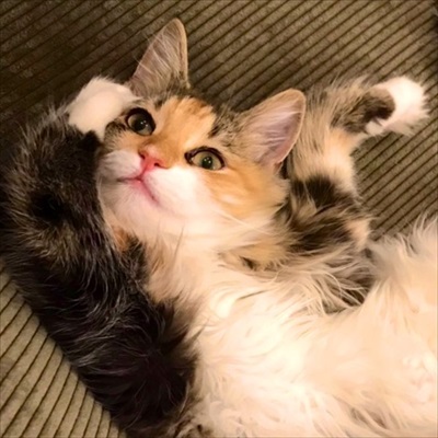 必死なのに空振りしちゃう猫ちゃん