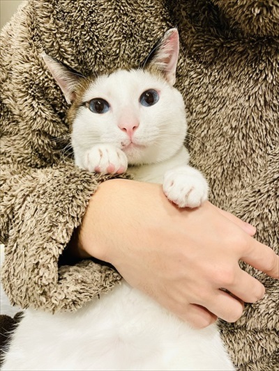 必死なのに空振りしちゃう猫ちゃん