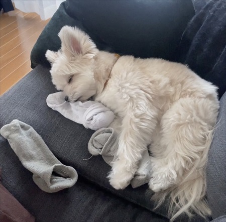 夫の靴下を抱きしめるワンちゃん