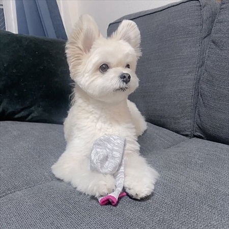 夫の靴下を抱きしめるワンちゃん