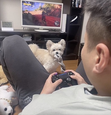 夫の靴下を抱きしめるワンちゃん