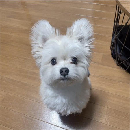 夫の靴下を抱きしめるワンちゃん