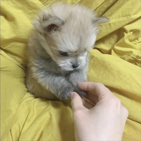 夫の靴下を抱きしめるワンちゃん