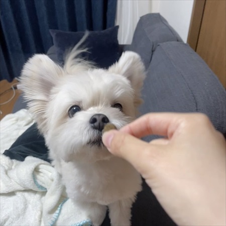 夫の靴下を抱きしめるワンちゃん