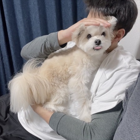 夫の靴下を抱きしめるワンちゃん