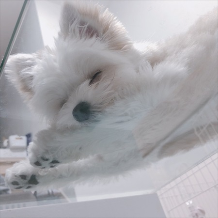 夫の靴下を抱きしめるワンちゃん