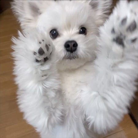 夫の靴下を抱きしめるワンちゃん