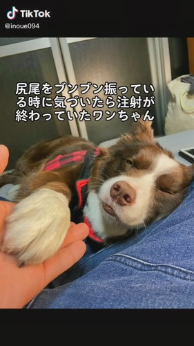 尻尾ブンブン振るワンコ