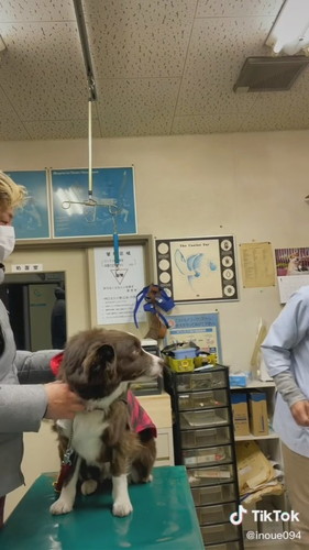 診察台の上に乗るワンコ