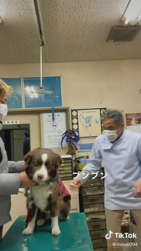 獣医師とワンコ