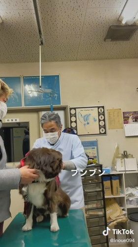 注射に気付かないワンコ