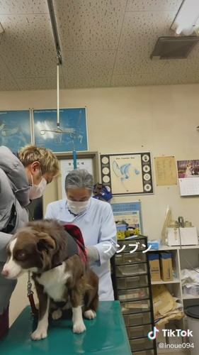 注射を打たれるワンコ