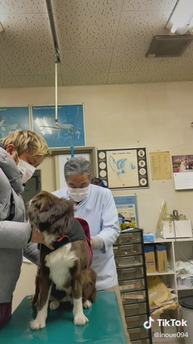 注射を打たれて尻尾を振るワンコ