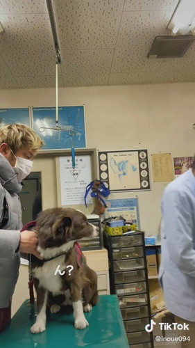 困惑するワンコ