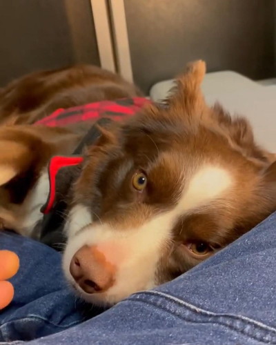 くつろぐワンコ