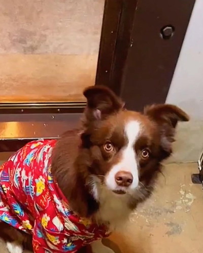 ワンコのつぶらな瞳