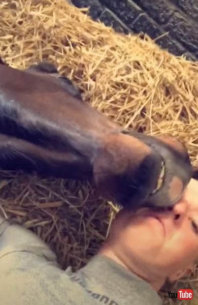 腕枕をしてもらうお馬さん