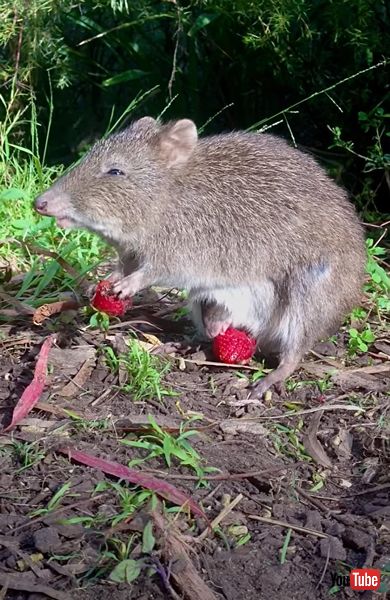 ネズミカンガルーの食事姿