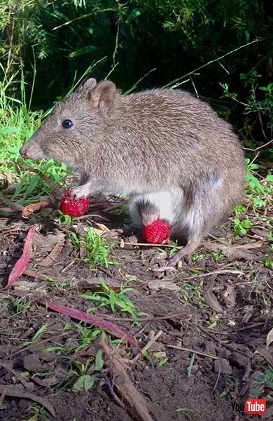 ネズミカンガルーの食事姿