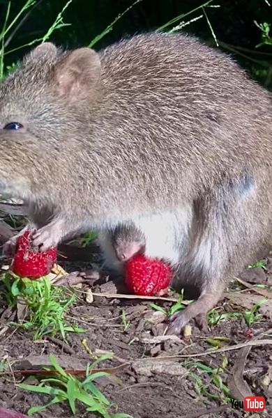 ネズミカンガルーの食事姿