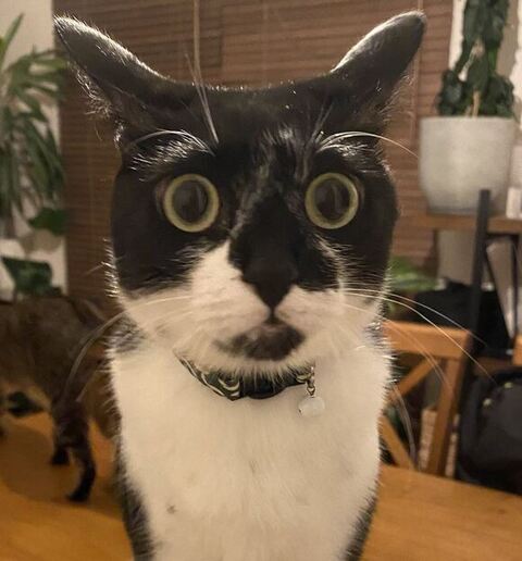 イカ耳カン吉くんアップ