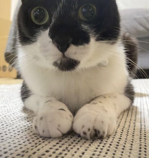 お手てをそろえるカン吉くん