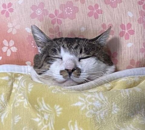 寝てるケンジアップ