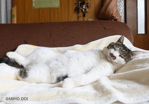 あお向けで寝るケンジ