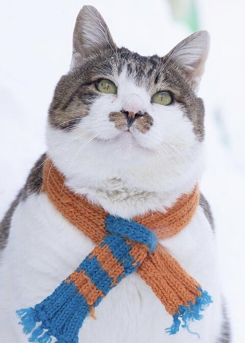 マフラーつけるケンジ